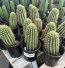 #EC194 Trichocereus Grandiflorus "Flying Saucer" Cactus Cuttings & Potted 5-8”
