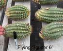#EC194 Trichocereus Grandiflorus "Flying Saucer" Cactus Cuttings & Potted 5-8”