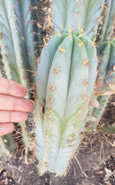 #EC195 Trichocereus Peruvianus TSSBP505 Ornamental Cactus Cutting 7-8"