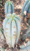 #EC195 Trichocereus Peruvianus TSSBP505 Ornamental Cactus Cutting 7-8"