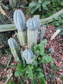 #EC195 Trichocereus Peruvianus TSSBP505 Ornamental Cactus Cutting 7-8"