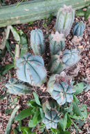 #EC195 Trichocereus Peruvianus TSSBP505 Ornamental Cactus Cutting 7-8"