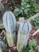 #EC195 Trichocereus Peruvianus TSSBP505 Ornamental Cactus Cutting 7-8"