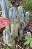 #EC195 Trichocereus Peruvianus TSSBP505 Ornamental Cactus Cutting 7-8"