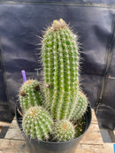 #EC197 EXACT Trichocereus Grandiflorus Hybrid Ornamental Cactus