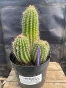 #EC197 EXACT Trichocereus Grandiflorus Hybrid Ornamental Cactus