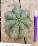 #EC198 EXACT Trichocereus Pachanoi "Lora Jean" Cactus