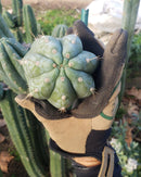#EC198 EXACT Trichocereus Pachanoi "Lora Jean" Cactus
