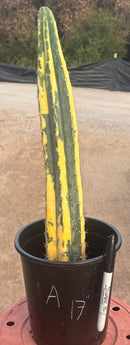 #EC98 EXACT Trichocereus Pachanoi Variegated cactus "China Gold"