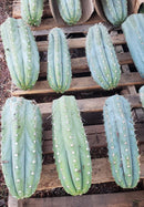 #EC20 EXACT Trichocereus Peruvianus TSSBP Blue Peru Cactus Cutting 12"