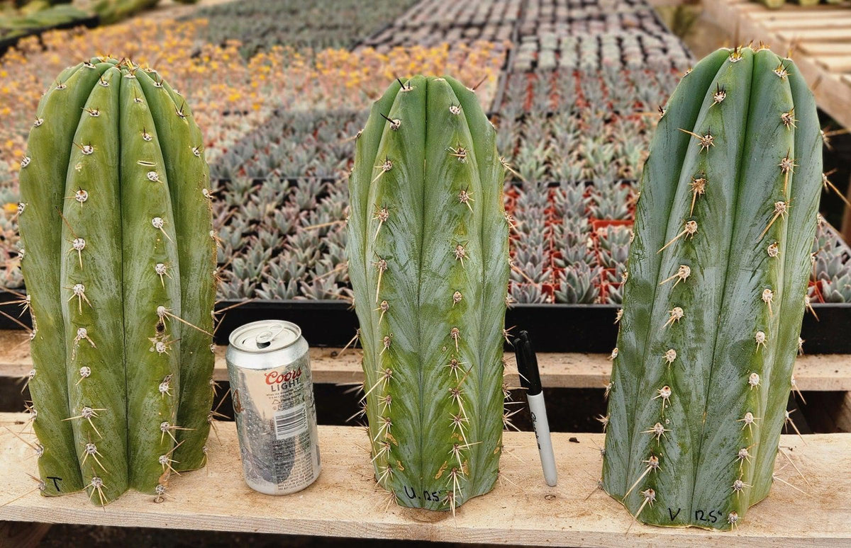 EC20-EXACT-Trichocereus-