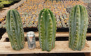 #EC20 EXACT Trichocereus Peruvianus TSSBP Blue Peru Cactus Cutting 12"