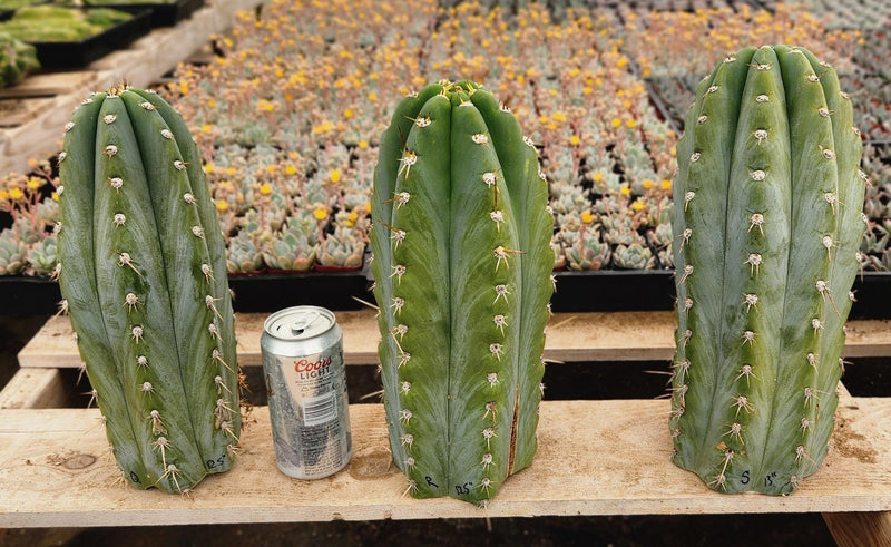 EC20 EXACT Trichocereus Peruvianus TSSBP Blue Peru Cactus Cutting 12