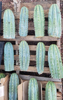 #EC20 EXACT Trichocereus Peruvianus TSSBP Blue Peru Cactus Cutting 12"