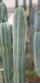 #EC200 EXACT Trichocereus Pachanoi BGH Cactus cutting