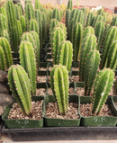 #EC201 EXACT Trichocereus Hybrid Super Pedro X Pachanoi Juuls Ornamental Cactus 5-6"