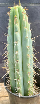 #EC202 EXACT Trichocereus Bridgesoid SunSpine Ornamental Cactus 12.5"