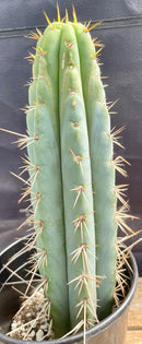 #EC202 EXACT Trichocereus Bridgesoid SunSpine Ornamental Cactus 12.5"