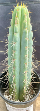 #EC202 EXACT Trichocereus Bridgesoid SunSpine Ornamental Cactus 12.5"