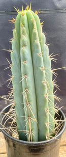 #EC202 EXACT Trichocereus Bridgesoid SunSpine Ornamental Cactus 12.5"
