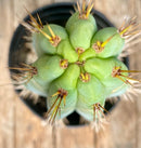 #EC202 EXACT Trichocereus Bridgesoid SunSpine Ornamental Cactus 12.5"