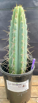 #EC202 EXACT Trichocereus Bridgesoid SunSpine Ornamental Cactus 12.5"