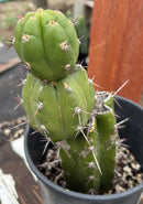 #EC203 EXACT Trichocereus Pachanoi Intipamba OP from Chavin Cactus 9”