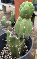 #EC203 EXACT Trichocereus Pachanoi Intipamba OP from Chavin Cactus 9”