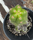 #EC203 EXACT Trichocereus Pachanoi Intipamba OP from Chavin Cactus 9”