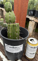 #EC203 EXACT Trichocereus Pachanoi Intipamba OP from Chavin Cactus 9”
