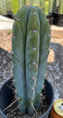 #EC204 EXACT Trichocereus Bridgesii Psychonaut X Sharxx Blue Cactus 12”