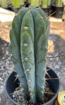 #EC204 EXACT Trichocereus Bridgesii Psychonaut X Sharxx Blue Cactus 12”