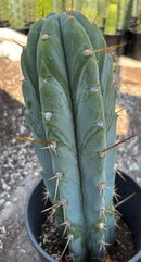 #EC204 EXACT Trichocereus Bridgesii Psychonaut X Sharxx Blue Cactus 12”