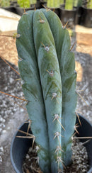 #EC204 EXACT Trichocereus Bridgesii Psychonaut X Sharxx Blue Cactus 12”