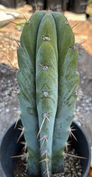 #EC204 EXACT Trichocereus Bridgesii Psychonaut X Sharxx Blue Cactus 12”