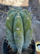 #EC204 EXACT Trichocereus Bridgesii Psychonaut X Sharxx Blue Cactus 12”