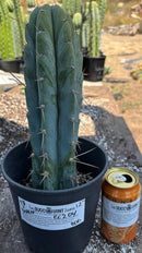 #EC204 EXACT Trichocereus Bridgesii Psychonaut X Sharxx Blue Cactus 12”