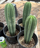 #EC205 EXACT Trichocereus Hybrid Scopulicola Hulk X Scop Heynes Cactus 9-12” potted