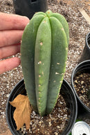 #EC205 EXACT Trichocereus Hybrid Scopulicola Hulk X Scop Heynes Cactus 9-12” potted