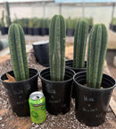 #EC205 EXACT Trichocereus Hybrid Scopulicola Hulk X Scop Heynes Cactus 9-12” potted