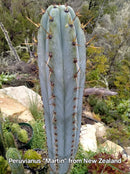 #EC206 EXACT Trichocereus Hybrid Scop X Peruvianus Martin Cactus Seedling Plugs