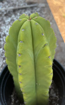 #EC208 EXACT Trichocereus Hybrid Scop Helon X Scop MSS Cactus 10”