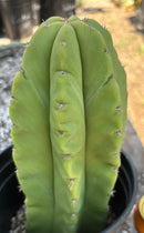 #EC208 EXACT Trichocereus Hybrid Scop Helon X Scop MSS Cactus 10”