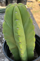#EC208 EXACT Trichocereus Hybrid Scop Helon X Scop MSS Cactus 10”