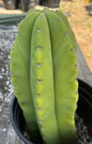 #EC208 EXACT Trichocereus Hybrid Scop Helon X Scop MSS Cactus 10”
