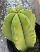 #EC208 EXACT Trichocereus Hybrid Scop Helon X Scop MSS Cactus 10”