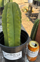 #EC208 EXACT Trichocereus Hybrid Scop Helon X Scop MSS Cactus 10”
