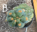 #EC210 Trichocereus Misfits Potted in 1 gallon Containers
