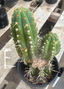 #EC210 Trichocereus Misfits Potted in 1 gallon Containers