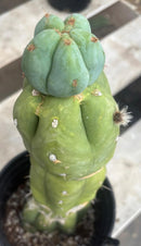 #EC210 Trichocereus Misfits Potted in 1 gallon Containers